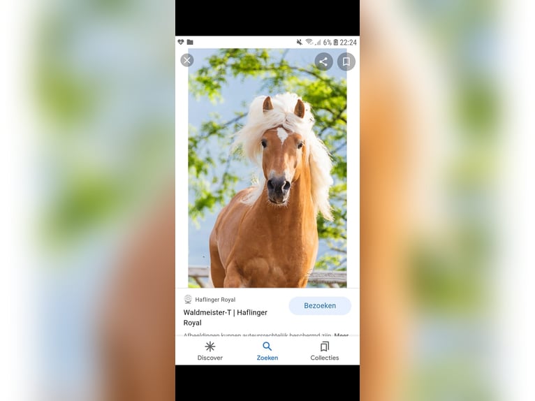 Haflinger Wallach 4 Jahre 147 cm Fuchs in Oudega