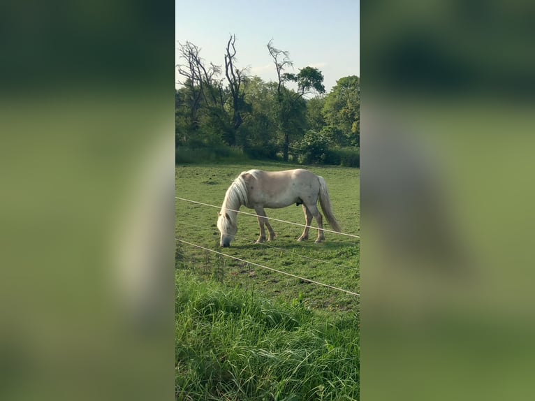 Haflinger Wallach 4 Jahre 147 cm Fuchs in Rheinbach