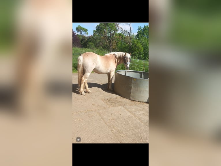 Haflinger Wallach 4 Jahre 147 cm Fuchs in Rheinbach