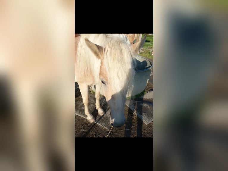 Haflinger Wallach 4 Jahre 147 cm Fuchs in Rheinbach