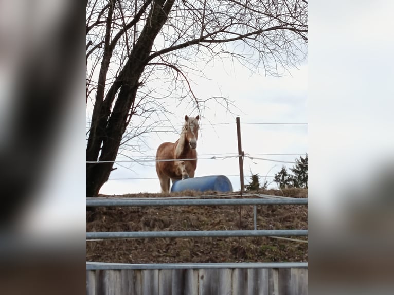 Haflinger Wallach 4 Jahre 147 cm Fuchs in Untergriesbach