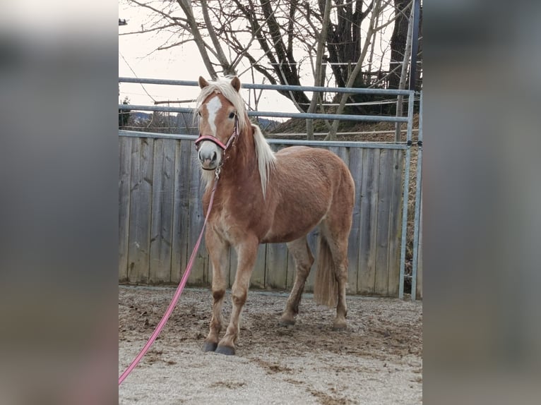 Haflinger Wallach 4 Jahre 147 cm Fuchs in Untergriesbach