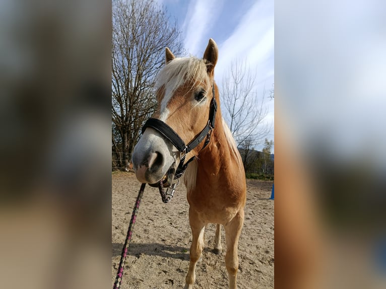 Haflinger Wallach 4 Jahre 147 cm Fuchs in Untergriesbach