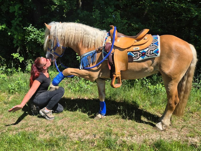 Haflinger Wallach 4 Jahre 147 cm Fuchs in Linkenbach