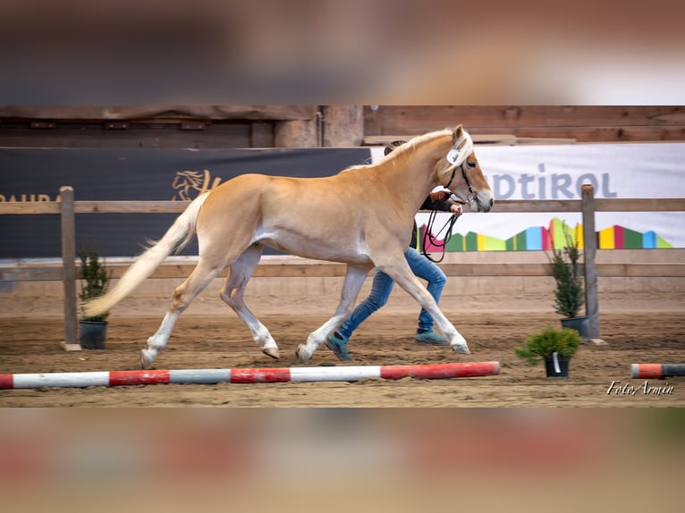 Haflinger Wallach 4 Jahre 147 cm Fuchs in Mainbernheim