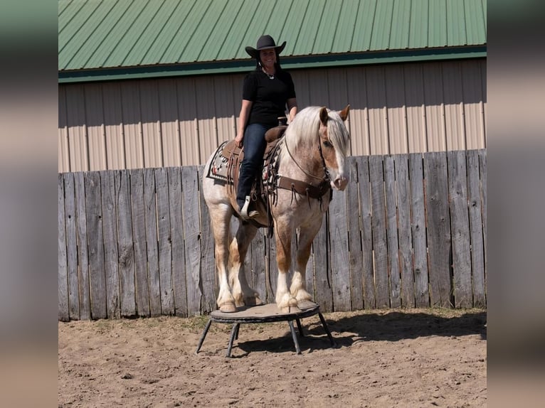 Haflinger Mix Wallach 4 Jahre 147 cm Roan-Red in Nevis, MN