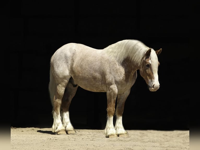 Haflinger Mix Wallach 4 Jahre 147 cm Roan-Red in Nevis, MN