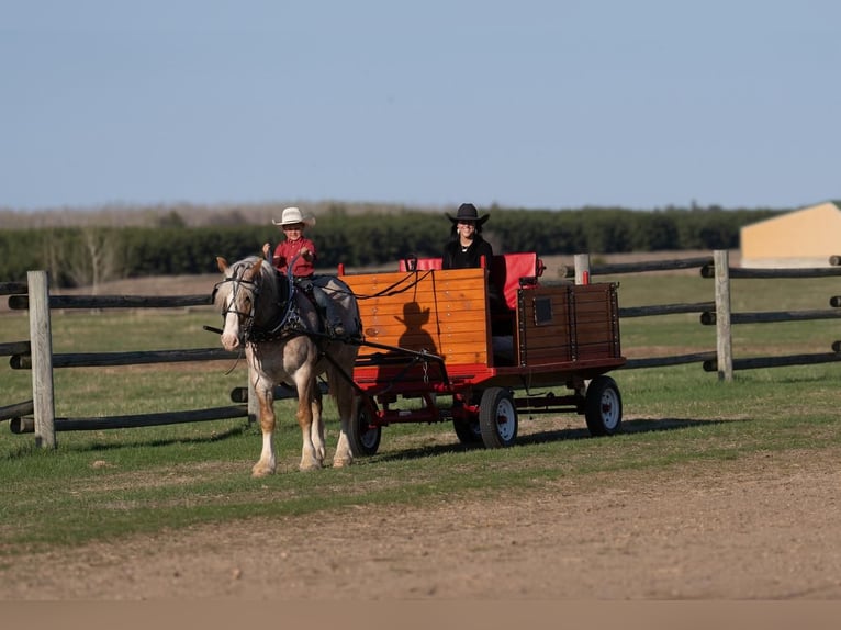 Haflinger Mix Wallach 4 Jahre 147 cm Roan-Red in Nevis, MN
