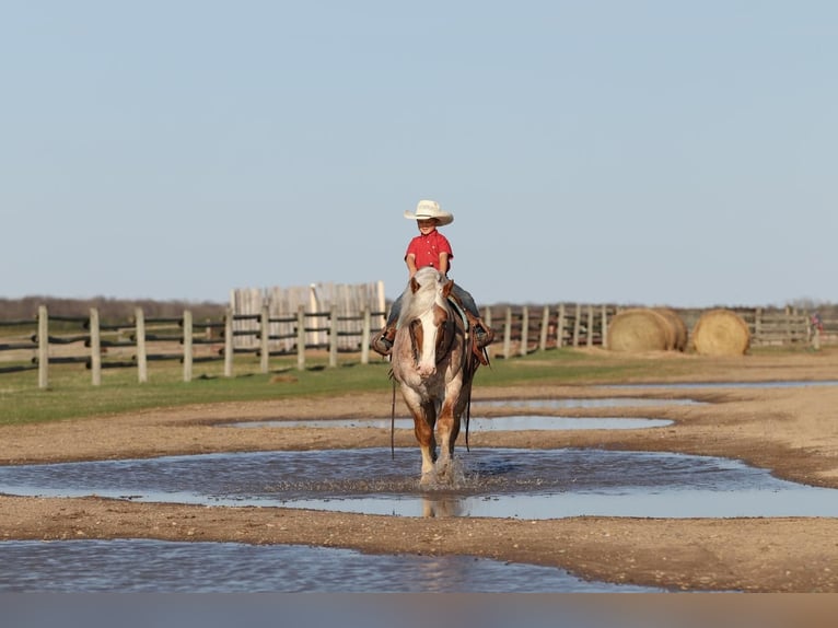 Haflinger Mix Wallach 4 Jahre 147 cm Roan-Red in Nevis, MN