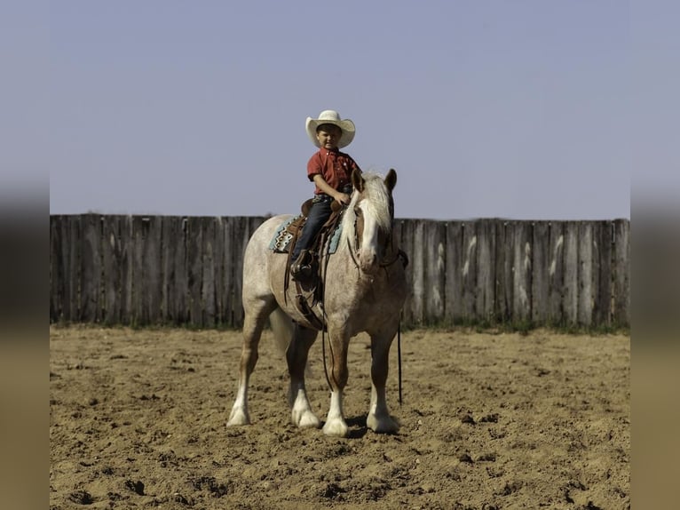 Haflinger Mix Wallach 4 Jahre 147 cm Roan-Red in Nevis, MN