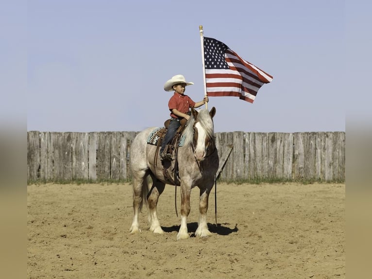 Haflinger Mix Wallach 4 Jahre 147 cm Roan-Red in Nevis, MN