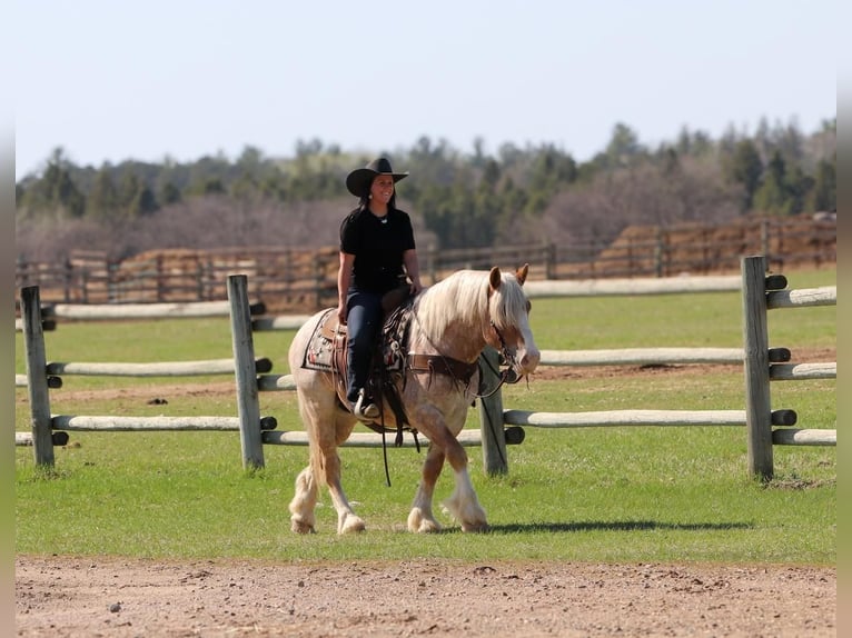 Haflinger Mix Wallach 4 Jahre 147 cm Roan-Red in Nevis, MN