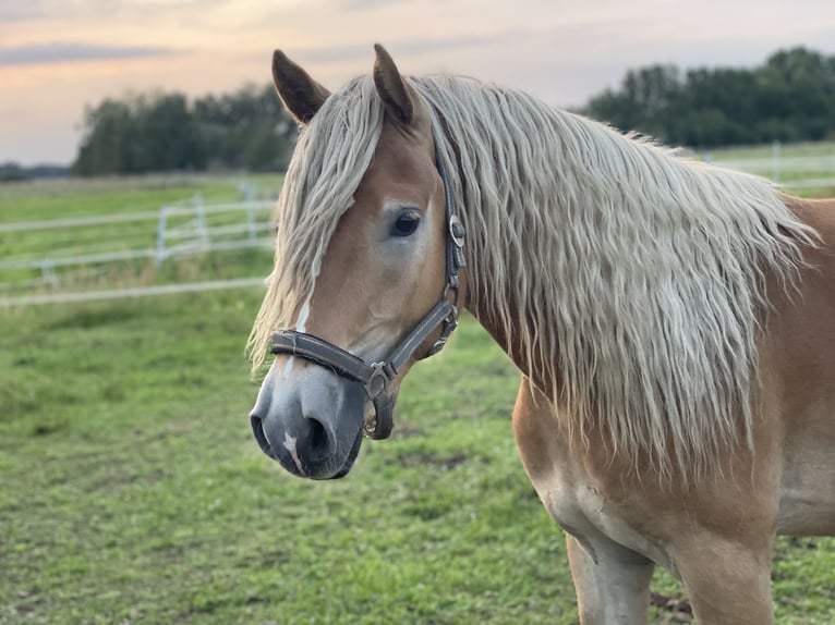 Haflinger Wallach 4 Jahre 148 cm in Trebbin