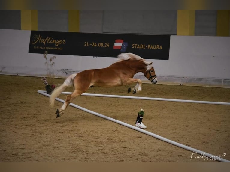 Haflinger Wallach 4 Jahre 148 cm Fuchs in Feistritz an der Gail