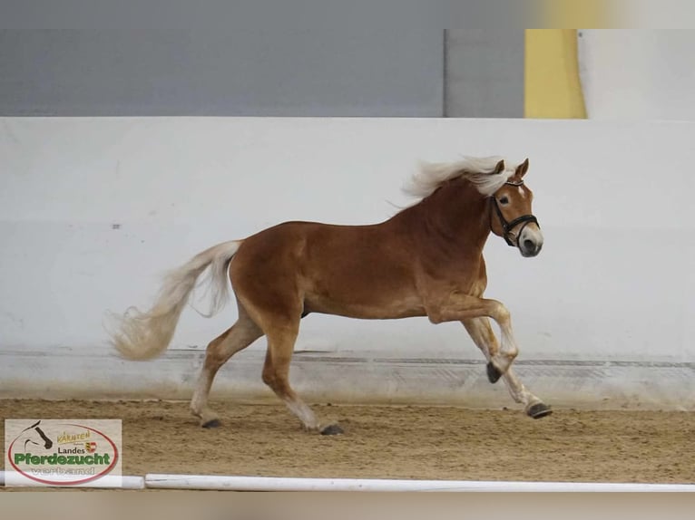 Haflinger Wallach 4 Jahre 148 cm Fuchs in Feistritz an der Gail
