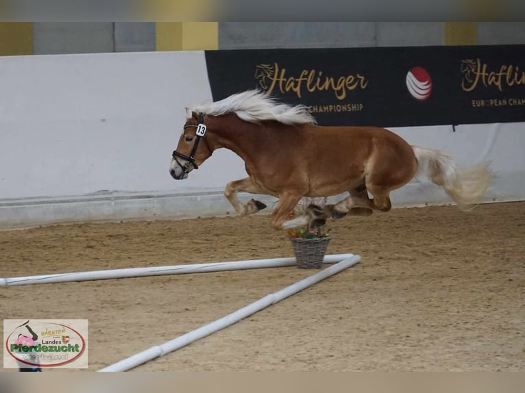 Haflinger Wallach 4 Jahre 148 cm Fuchs in Feistritz an der Gail