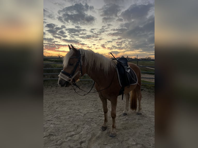 Haflinger Wallach 4 Jahre 148 cm Fuchs in Garsten