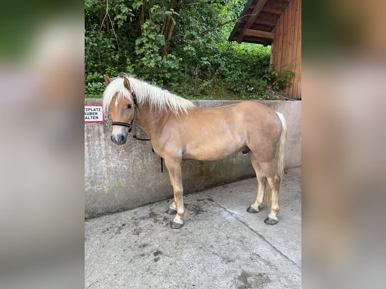 Haflinger Wallach 4 Jahre 148 cm Fuchs in Garsten