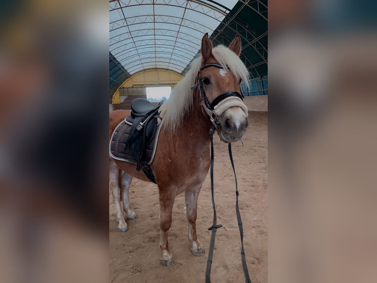 Haflinger Wallach 4 Jahre 148 cm Fuchs in Garsten