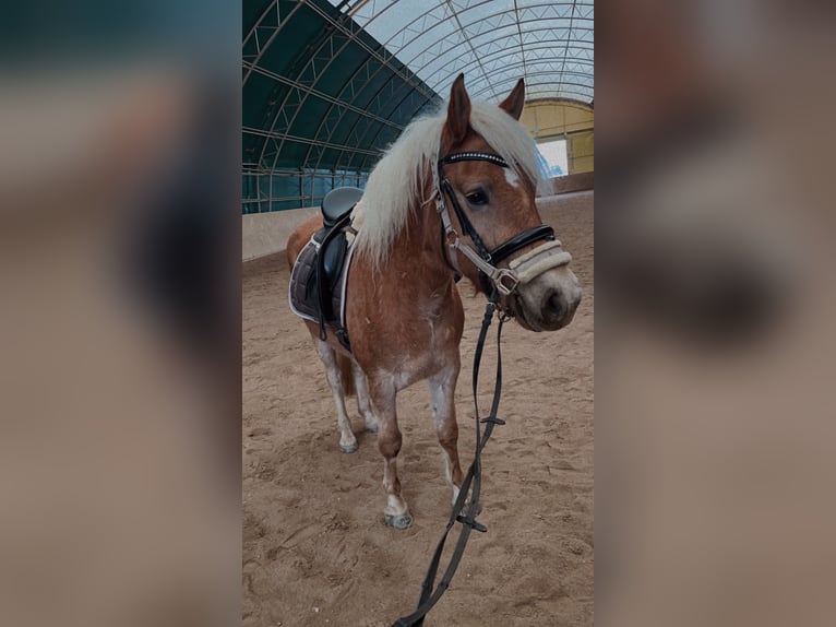 Haflinger Wallach 4 Jahre 148 cm Fuchs in Garsten