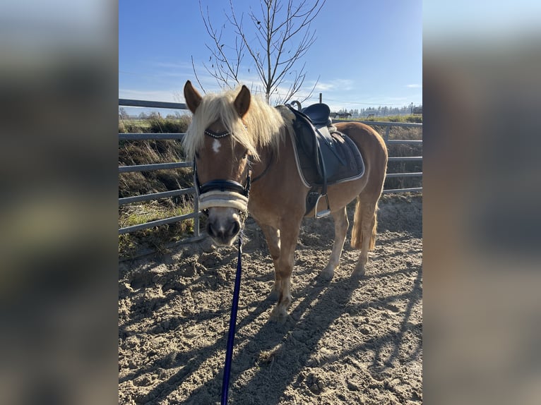 Haflinger Wallach 4 Jahre 148 cm Fuchs in Garsten