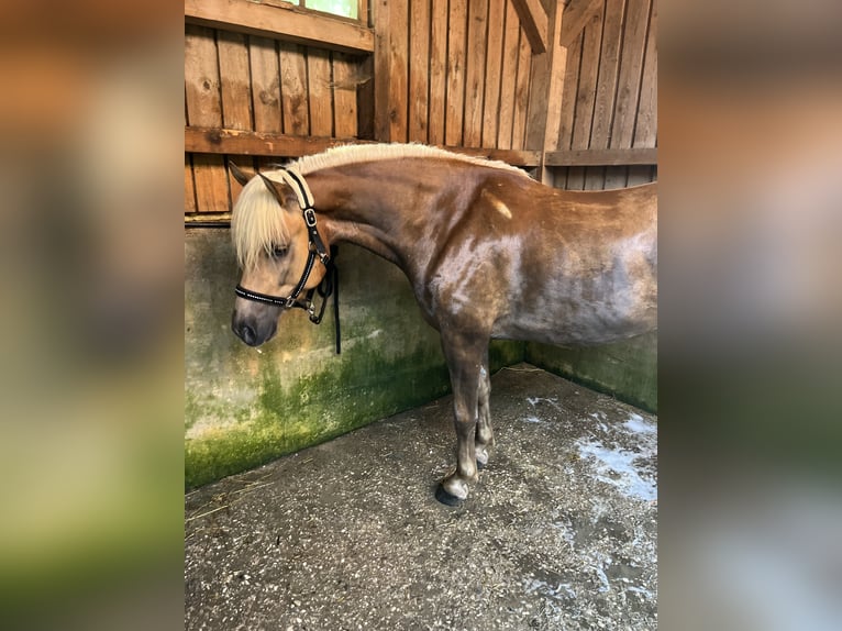 Haflinger Wallach 4 Jahre 148 cm Fuchs in Garsten