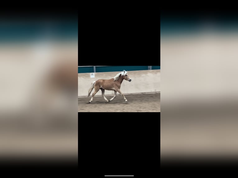 Haflinger Wallach 4 Jahre 148 cm Fuchs in Garsten