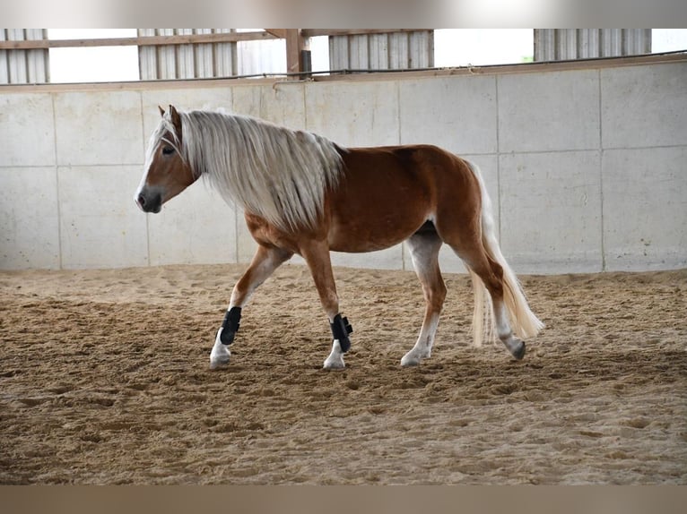 Haflinger Wallach 4 Jahre 148 cm Fuchs in Fuldatal