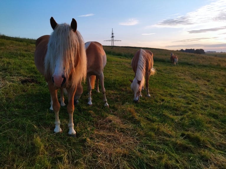 Haflinger Wallach 4 Jahre 148 cm Fuchs in Fuldatal