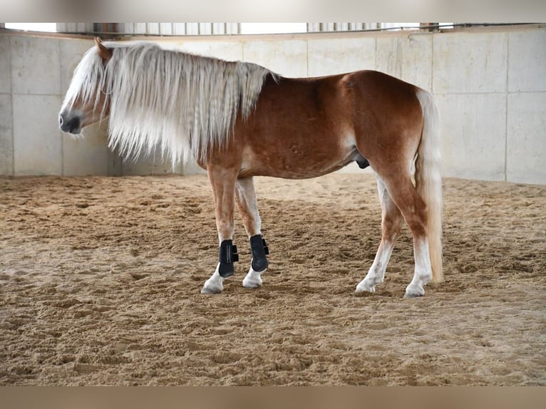 Haflinger Wallach 4 Jahre 148 cm Fuchs in Fuldatal