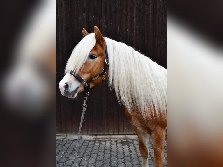 Haflinger Wallach 4 Jahre 148 cm Fuchs in Fuldatal