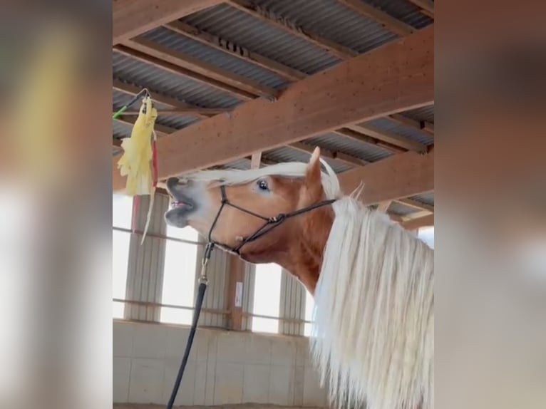 Haflinger Wallach 4 Jahre 148 cm Fuchs in Fuldatal