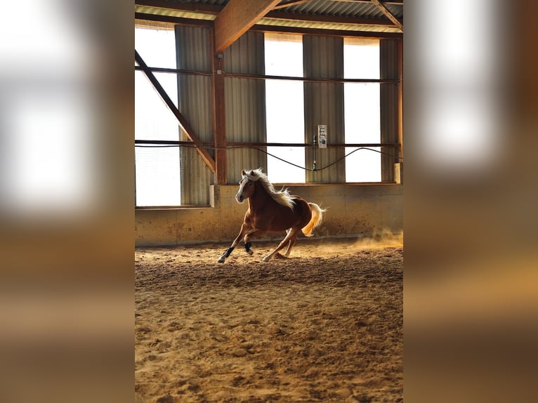 Haflinger Wallach 4 Jahre 148 cm Fuchs in Fuldatal
