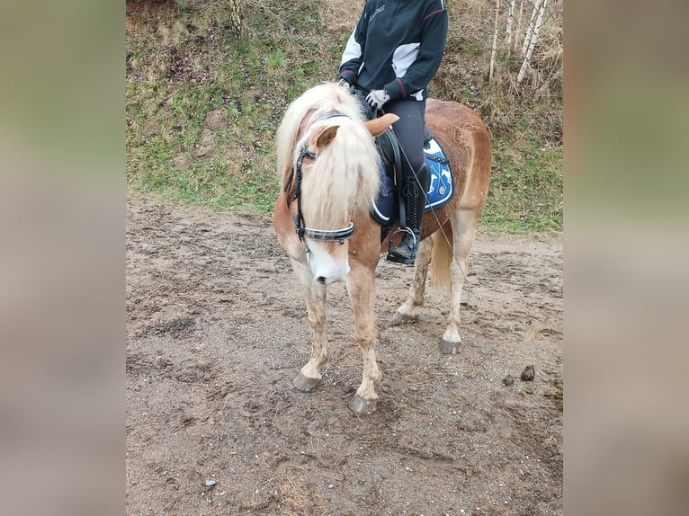 Haflinger Wallach 4 Jahre 148 cm Fuchs in Heiligenkreuz Am Waasen