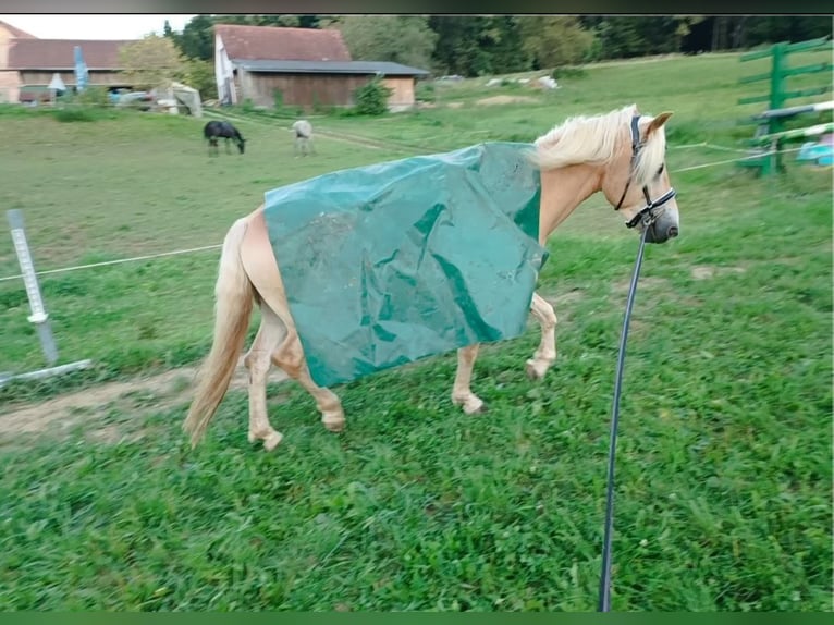 Haflinger Wallach 4 Jahre 148 cm Fuchs in Heiligenkreuz Am Waasen