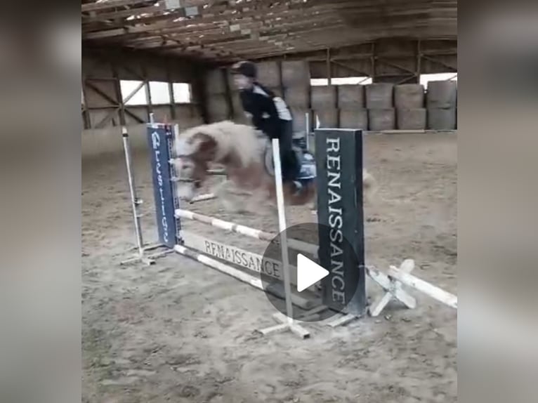 Haflinger Wallach 4 Jahre 148 cm Fuchs in Heiligenkreuz Am Waasen