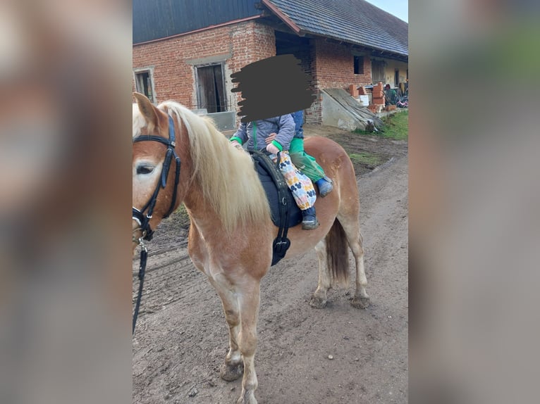 Haflinger Wallach 4 Jahre 148 cm Fuchs in Heiligenkreuz Am Waasen