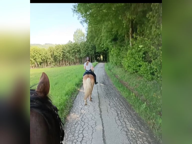 Haflinger Wallach 4 Jahre 148 cm Fuchs in Heiligenkreuz Am Waasen