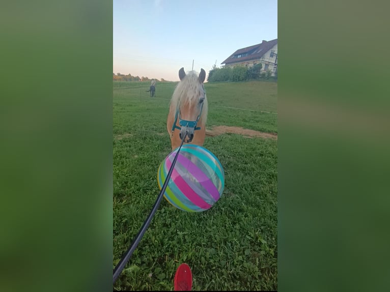 Haflinger Wallach 4 Jahre 148 cm Fuchs in Heiligenkreuz Am Waasen