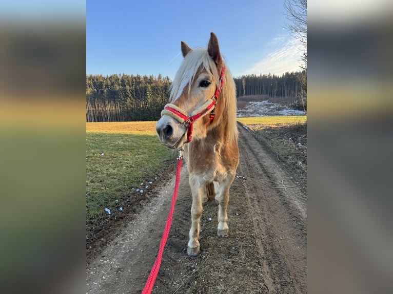 Haflinger Wallach 4 Jahre 148 cm Hellbrauner in Emersacker