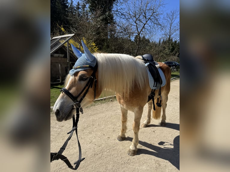 Haflinger Wallach 4 Jahre 148 cm Hellbrauner in Emersacker