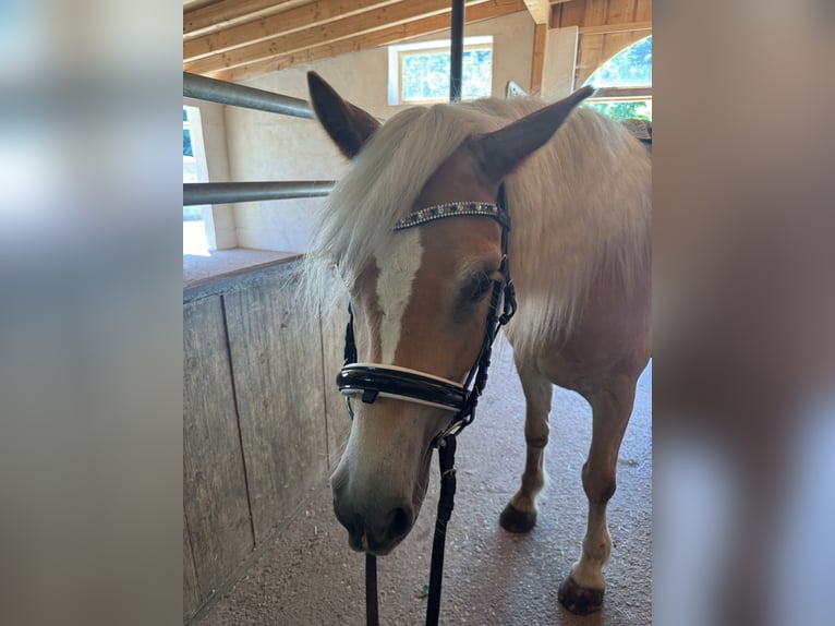 Haflinger Wallach 4 Jahre 148 cm Hellbrauner in Emersacker