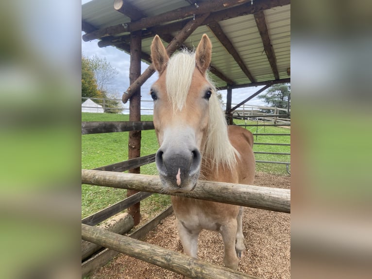 Haflinger Wallach 4 Jahre 148 cm Hellbrauner in Emersacker