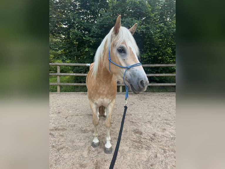 Haflinger Wallach 4 Jahre 148 cm Hellbrauner in Emersacker