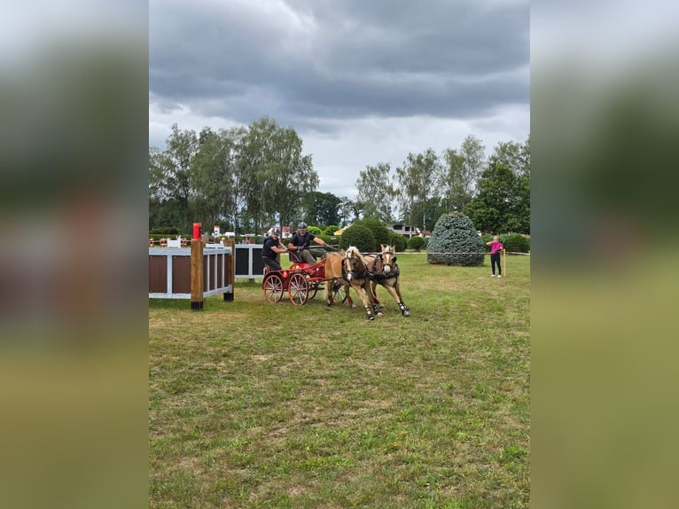 Haflinger Wallach 4 Jahre 149 cm  in Jičín