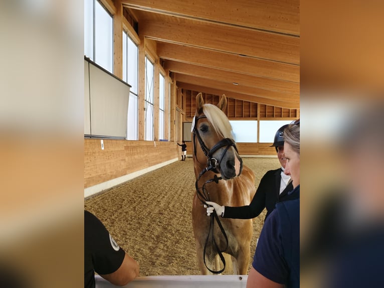 Haflinger Wallach 4 Jahre 149 cm Fuchs in Seekirchen am Wallersee