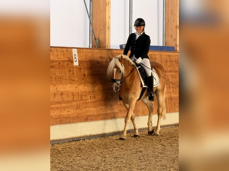 Haflinger Wallach 4 Jahre 149 cm Fuchs in Seekirchen am Wallersee