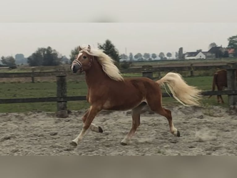 Haflinger Wallach 4 Jahre 149 cm Rotfuchs in Veurne