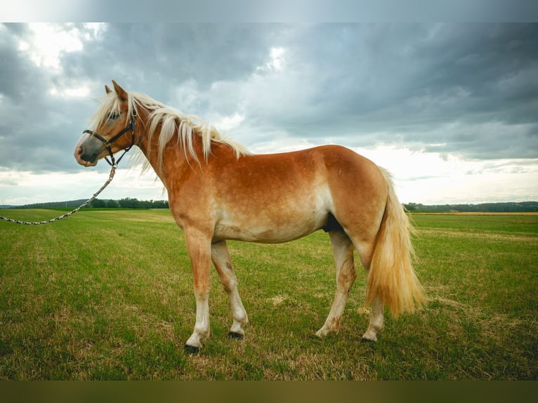 Haflinger Wallach 4 Jahre 150 cm in Bayreuth