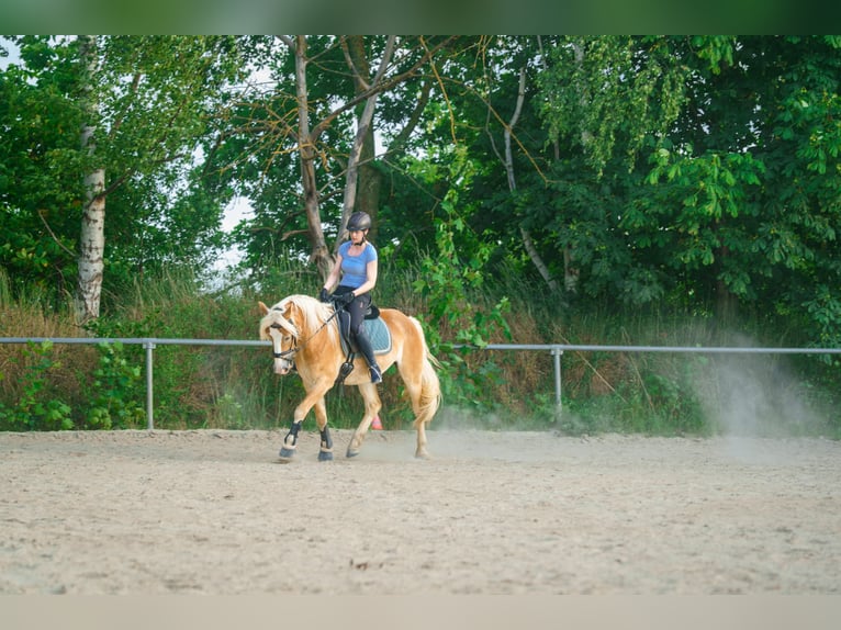 Haflinger Wallach 4 Jahre 150 cm in Bayreuth